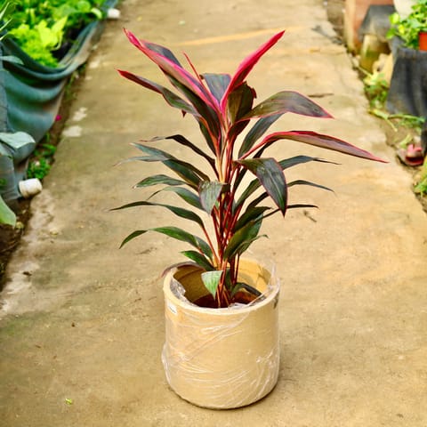 Dracaena Mahatma Pune in 11 X 11 Inch Sandstone Premium Dochieo Fiberglass Planter- Durable large size decorative fiber pot for indoor outdoor plants with 5 year warranty