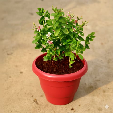Madhu Malti Dwarf / Rangoon Creeper Pink Pune in 8 Inch Terracotta Red Classy Plastic Pot