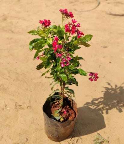 Jatropha / Sunder Rupa Red (~ 2 Ft) Pune in 6 Inch Nursery Bag