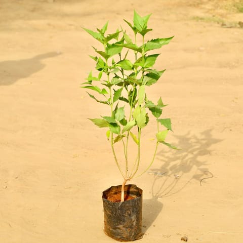 Harsingar / Parijaat /Parijat (~1 Ft) Pune in 5 Inch Nursery Bag