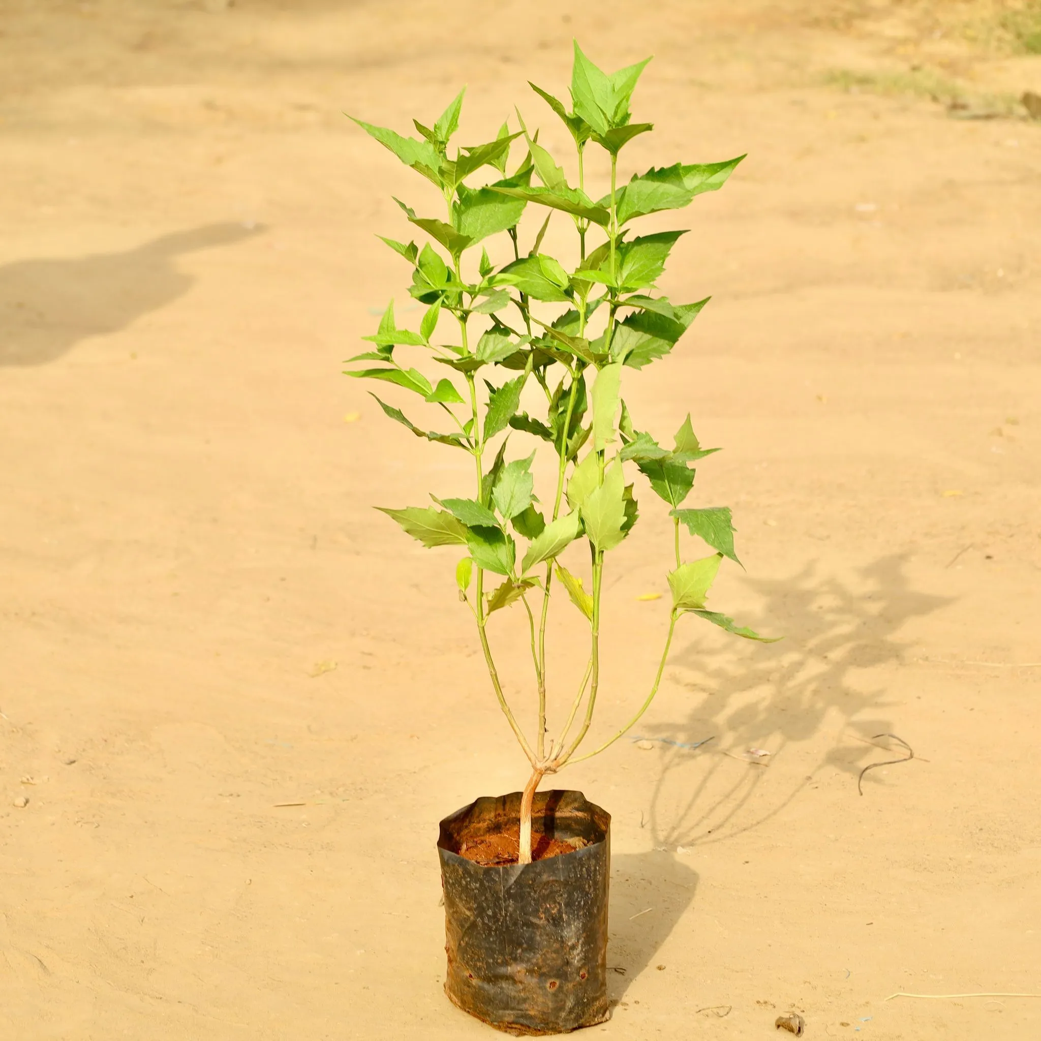 Harsingar / Parijaat /Parijat (~1 Ft) Pune in 5 Inch Nursery Bag