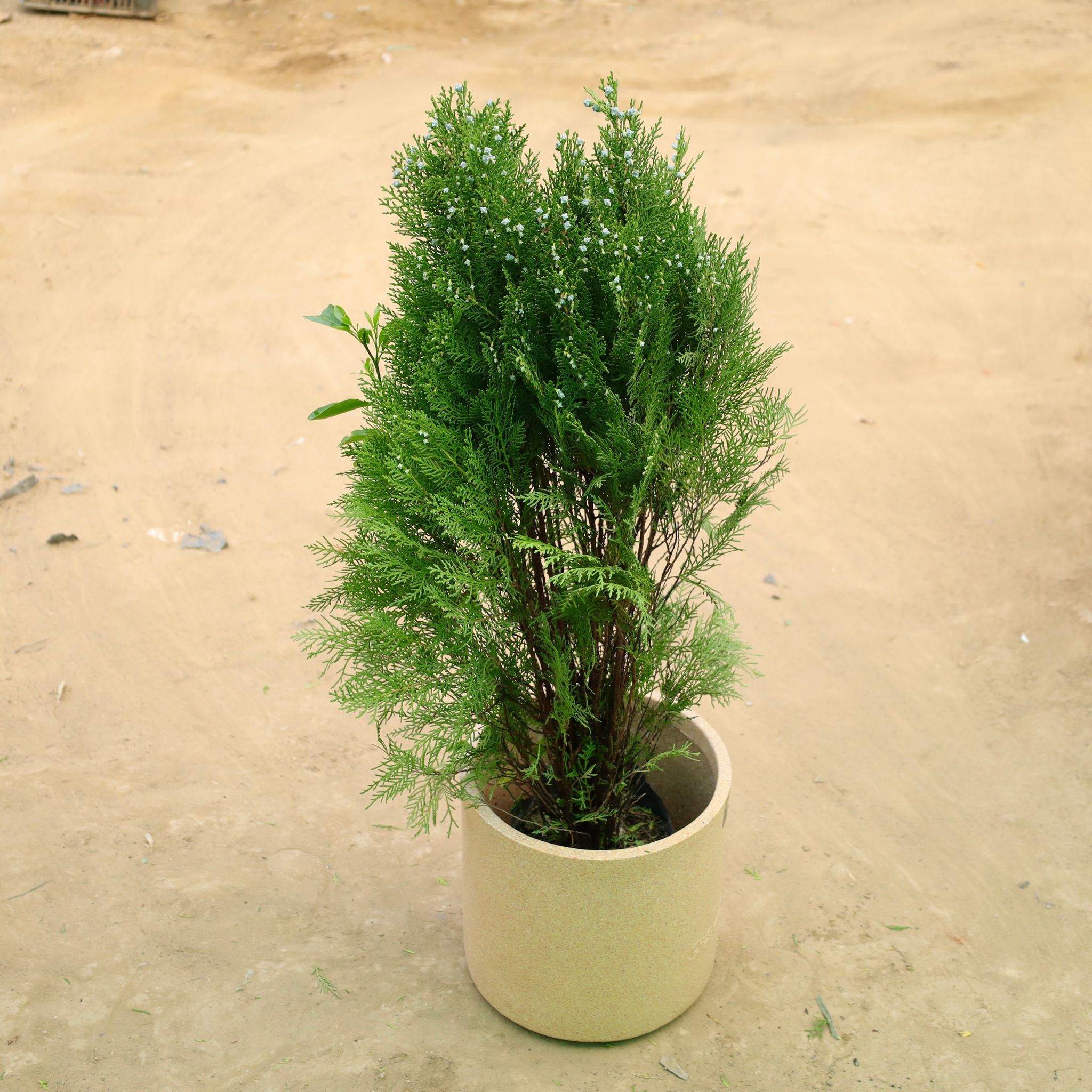 Morpankhi in 11 X 11 Inch Sandstone Premium Dochieo Fiberglass Planter