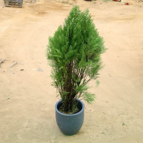 Morpankhi in 12 X 12 Inch Grey Premium Orbis Fiberglass Planter