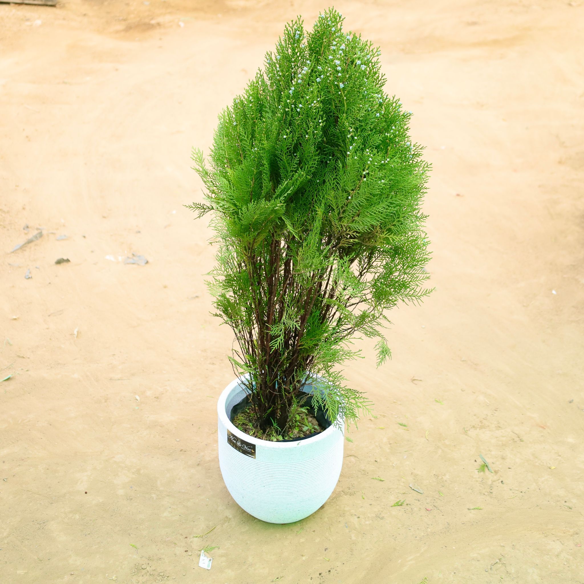 Morpankhi in 12 X 12 Inch White Premium Orbis Fiberglass Planter