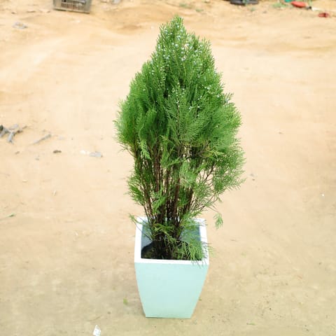 Morpankhi in 12 X 10 Inch White Premium Blaze Fiberglass Planter?