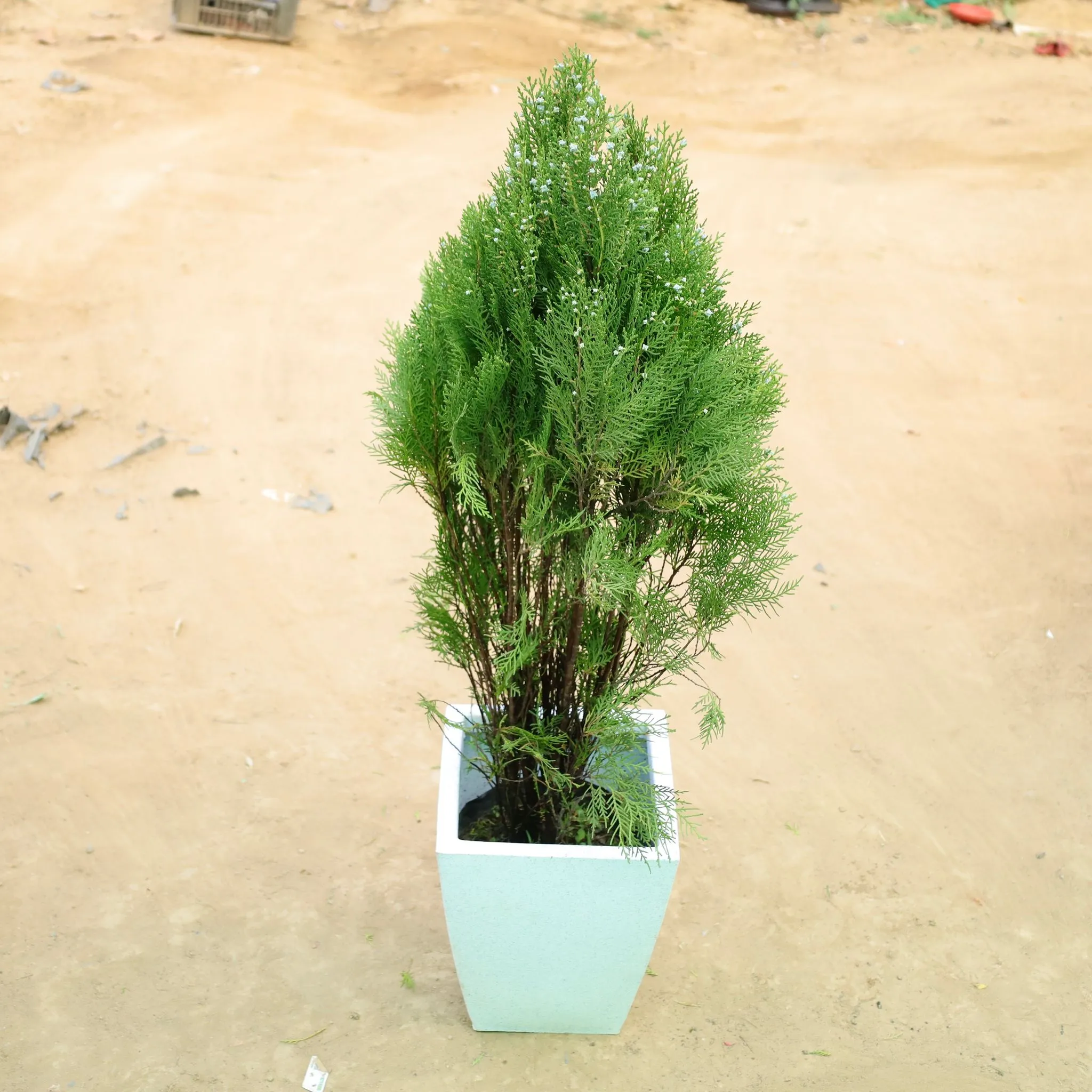 Morpankhi in 12 X 10 Inch White Premium Blaze Fiberglass Planter?