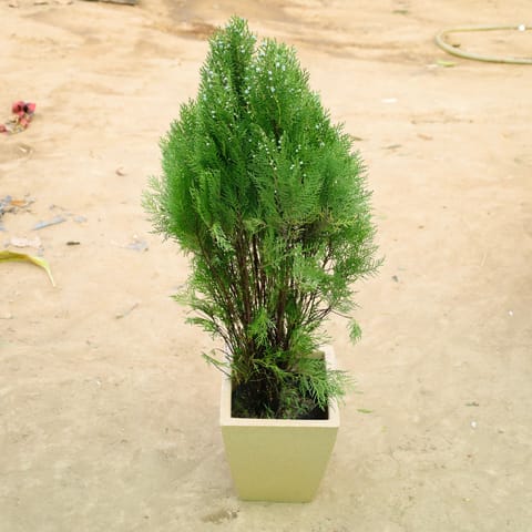 Morpankhi in 12 X 10 Inch Sandstone Premium Blaze Fiberglass Planter