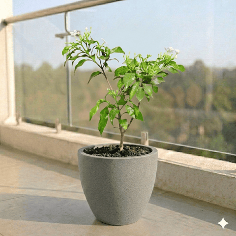 Double Tagar in 10 X 10 Inch Grey Premium Convessa Fiberglass Planter