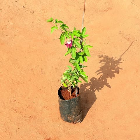 Rakhi Bel / Passiflora / Passion Flower Purple in 6 Inch Nursery Bag