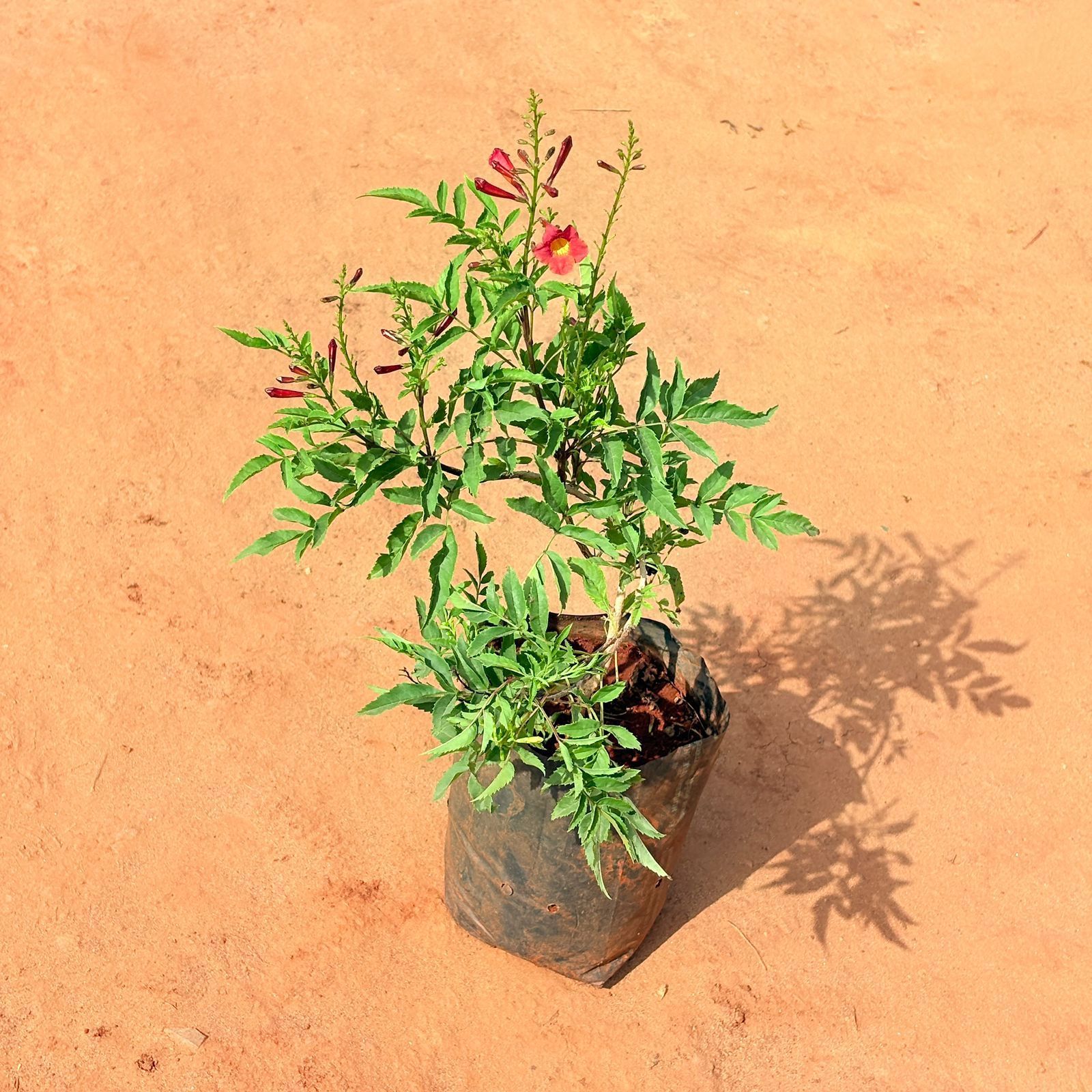 Tecoma Red Dwarf in 6 Inch Nursery Bag