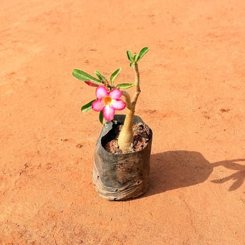 Adenium (Any Colour) in 4 Inch Nursery bag