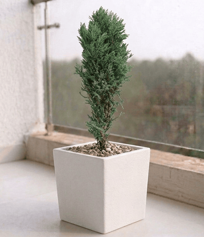 Cypress Green in 8 X 8 Inch White Premium Kyvos Fiberglass Planter