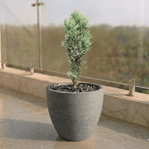 Cypress Green in 10 X 10 Inch Grey Premium Convessa Fiberglass Planter