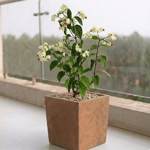 Bleeding Heart in 8 X 8 Inch Sandstone Premium Kyvos Fiberglass Planter