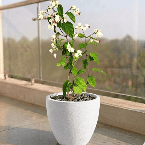 Bleeding Heart in 10 X 10 Inch White Premium Convessa Fiberglass Planter
