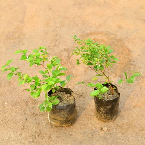 Set of 2 - Madhumalti Bel / Rangoon Creeper / Jhumka Bel Dwarf in 6 Inch Nursery Bag