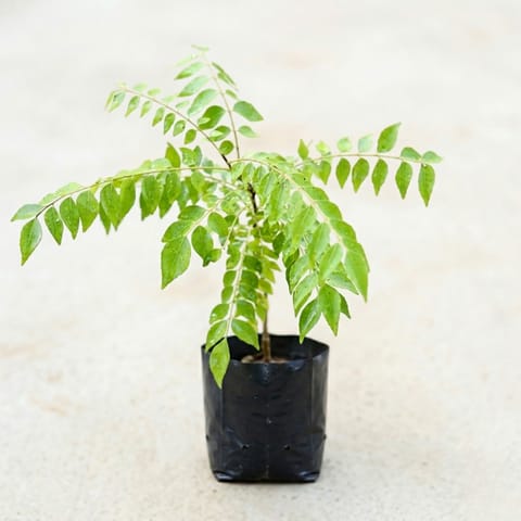 Curry Patta in 4 Inch Nursery Bag