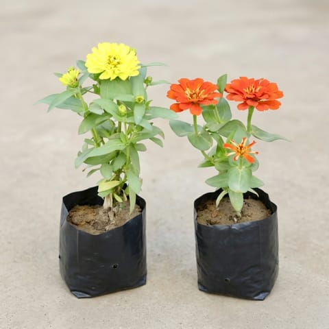 Set of 2 - Zinnia Double (Any Colour) in 4 Inch Nursery bag