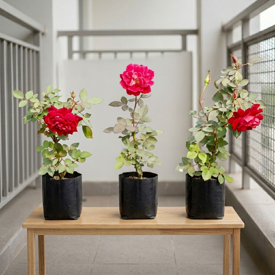 Roses Delight Set of 3 -  Rose Plant / Gulab Red in 4 Inch Nursery bag