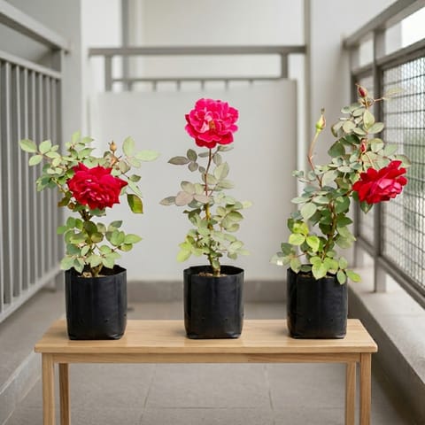 Roses Delight Set of 3 -  Rose Plant / Gulab Red in 4 Inch Nursery bag