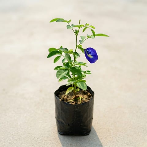 Aparajita Blue in 4 inch Nursery Bag