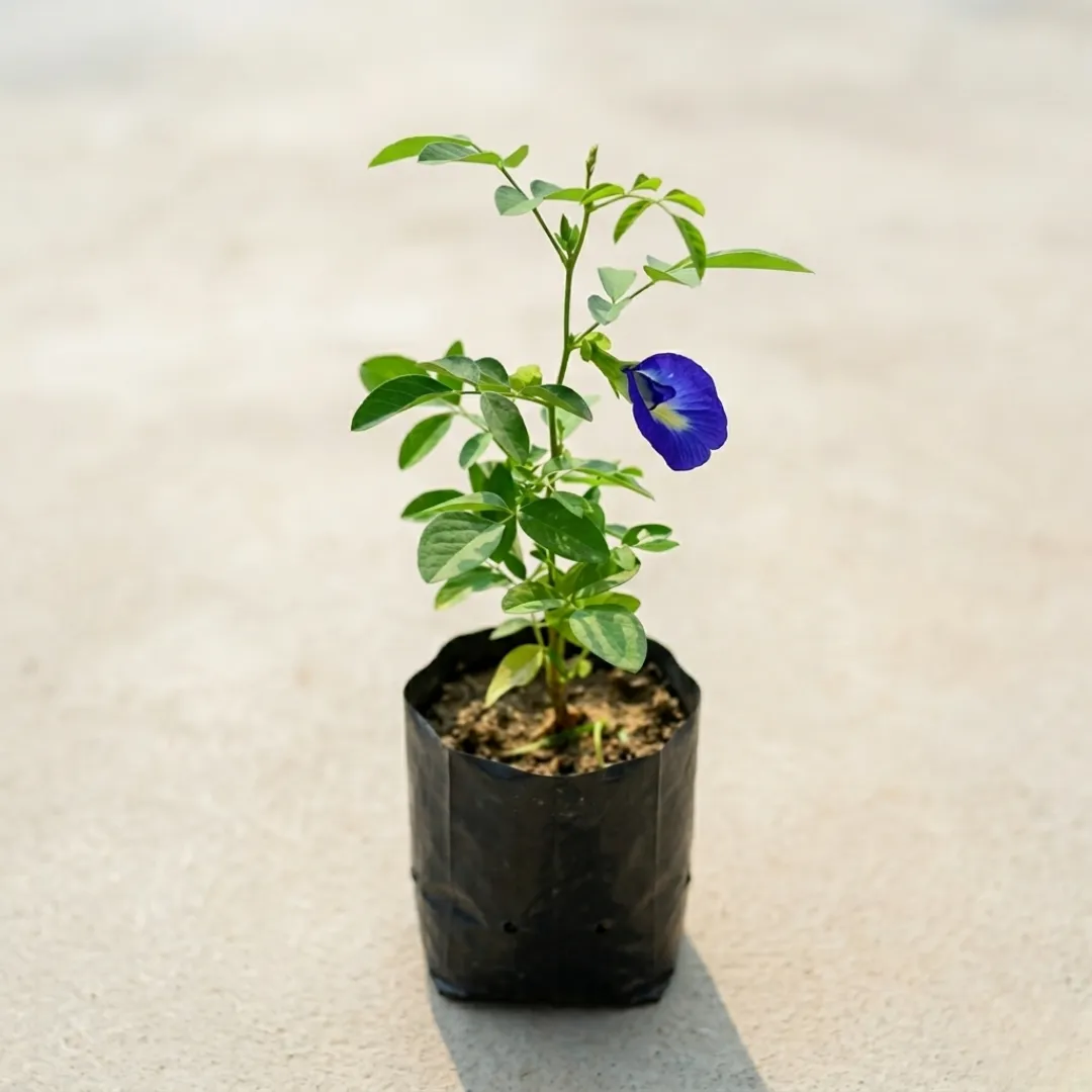 Aparajita Blue in 4 inch Nursery Bag