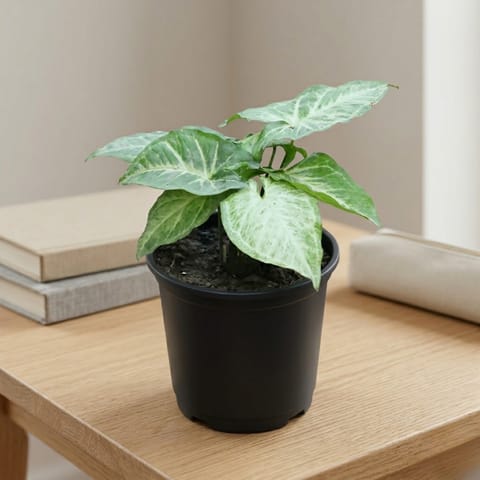 Syngonium Green in 6 Inch Nursery Pot