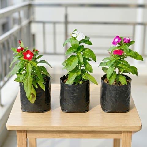 Set of 3 - Periwinkle / Vinca / Sadabahar (any colour) in 4 Inch Nursery Bag