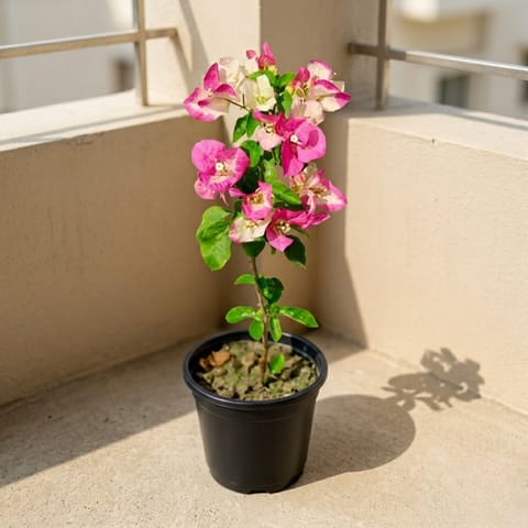 Bougainvillea (Any Color) in 6 Inch Nursery Pot