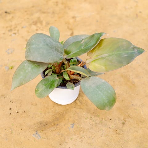 Philodendron Red in 6 Inch Nursery Pot