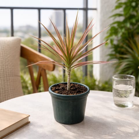 Dracaena colorama / Marginata Red in 6 Inch Nursery Pot