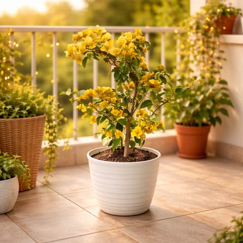 Bougainvillea Yellow in 08 Inch Live Plant White Marble Premium Milo Round Plastic Pot