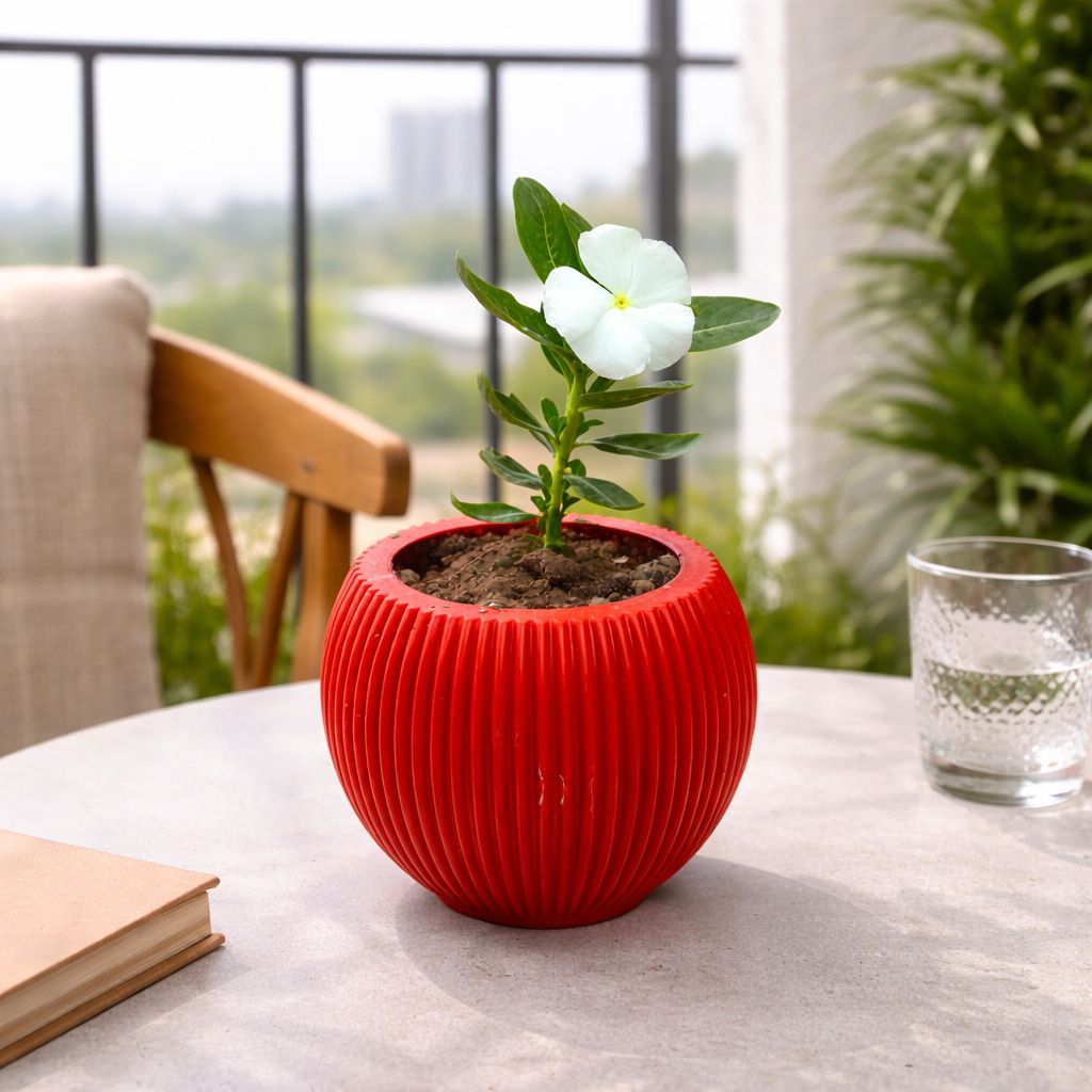 Vinca / Periwinkle / Sadabahar (any colour) in 5 Inch Rose Red Matt Sylvan Plastic Pot