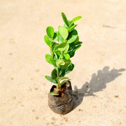 Ficus Moclaim in 4 Inch Nursery Bag