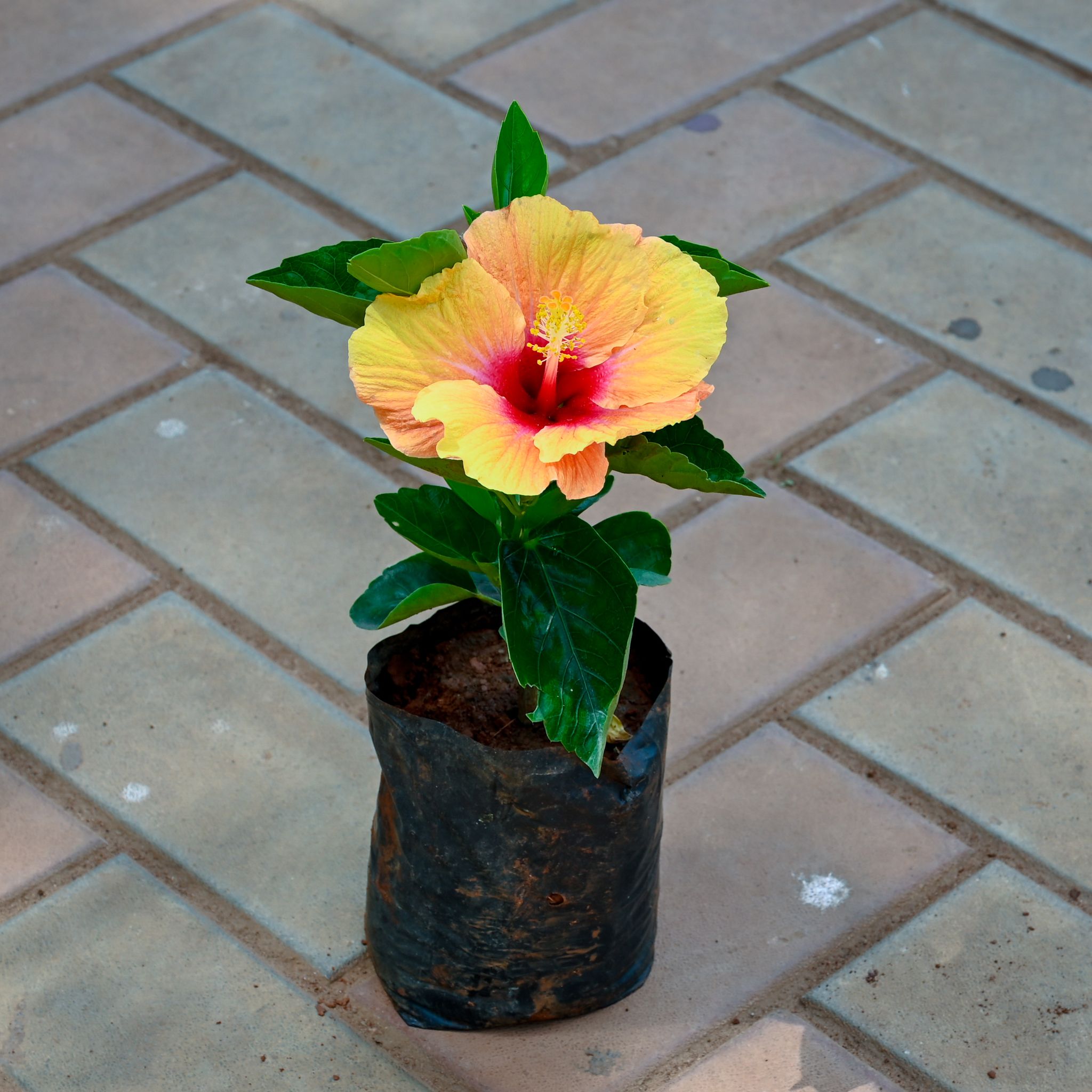 Hibiscus / Gudhal Dwarf (any colour) in 4 Inch Nursery Bag