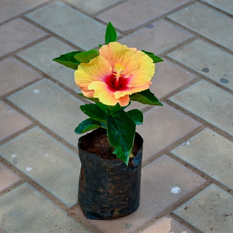 Hibiscus / Gudhal Dwarf (any colour) in 4 Inch Nursery Bag