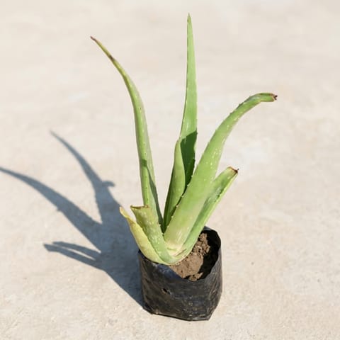 Aloe Vera in 3 Inch Nursery Bag