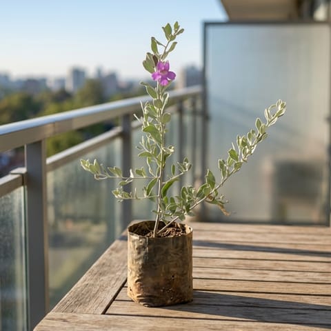 Nicodia / Purple Sage Pune in 4 Inch Nursery Bag
