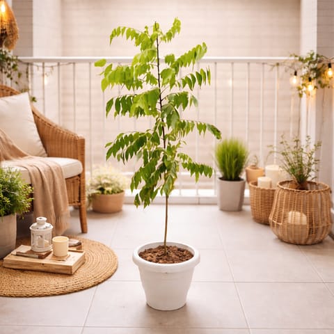 Curry Patta (~ 2 Ft) in 8 Inch White Classy Plastic Pot