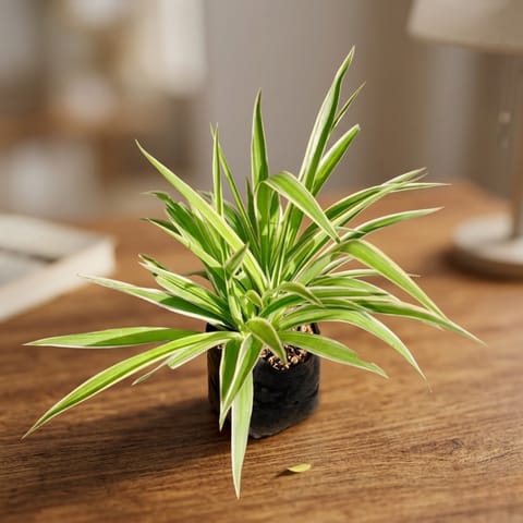 Spider Green in 4 Inch Nursery Bag