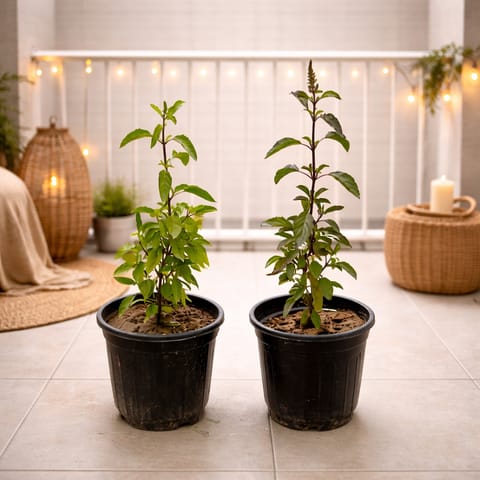 Tulsi Satvik Duo - Set of 2 - Tulsi (Rama & Shyama) in 6 Inch Nursery Pot