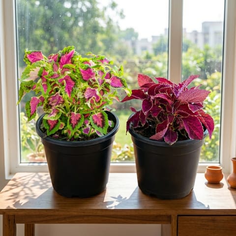 Set of 2 - Coleus (Any Colour) in 5 Inch Nursery Pot