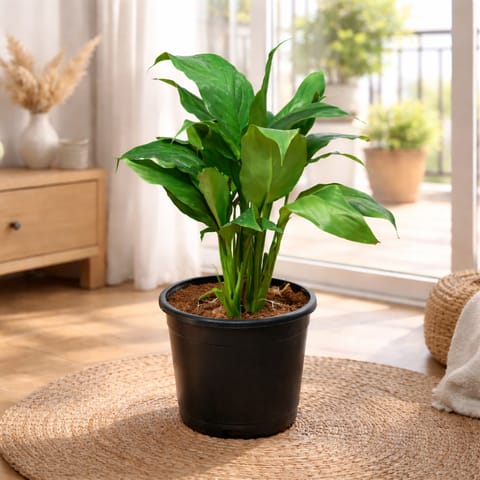 Peace Lily in 5 Inch Nursery Pot