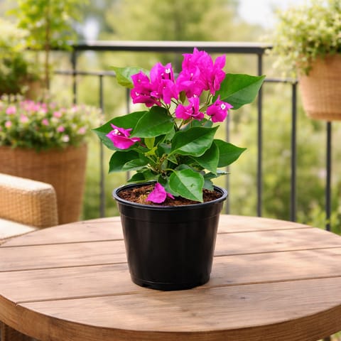 Bougainvillea Pink in 5 Inch Nursery Pot
