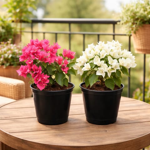 Set of 2 - Bougainvillea (Pink & White) in 5 Inch Nursery Pot
