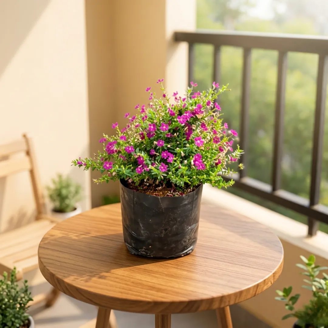 Cuphea / False Heather (any colour) in 4 Inch Nursery Bag