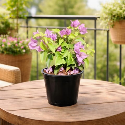 Bougainvillea Dwarf Light Pink in 5 Inch Nursery Pot