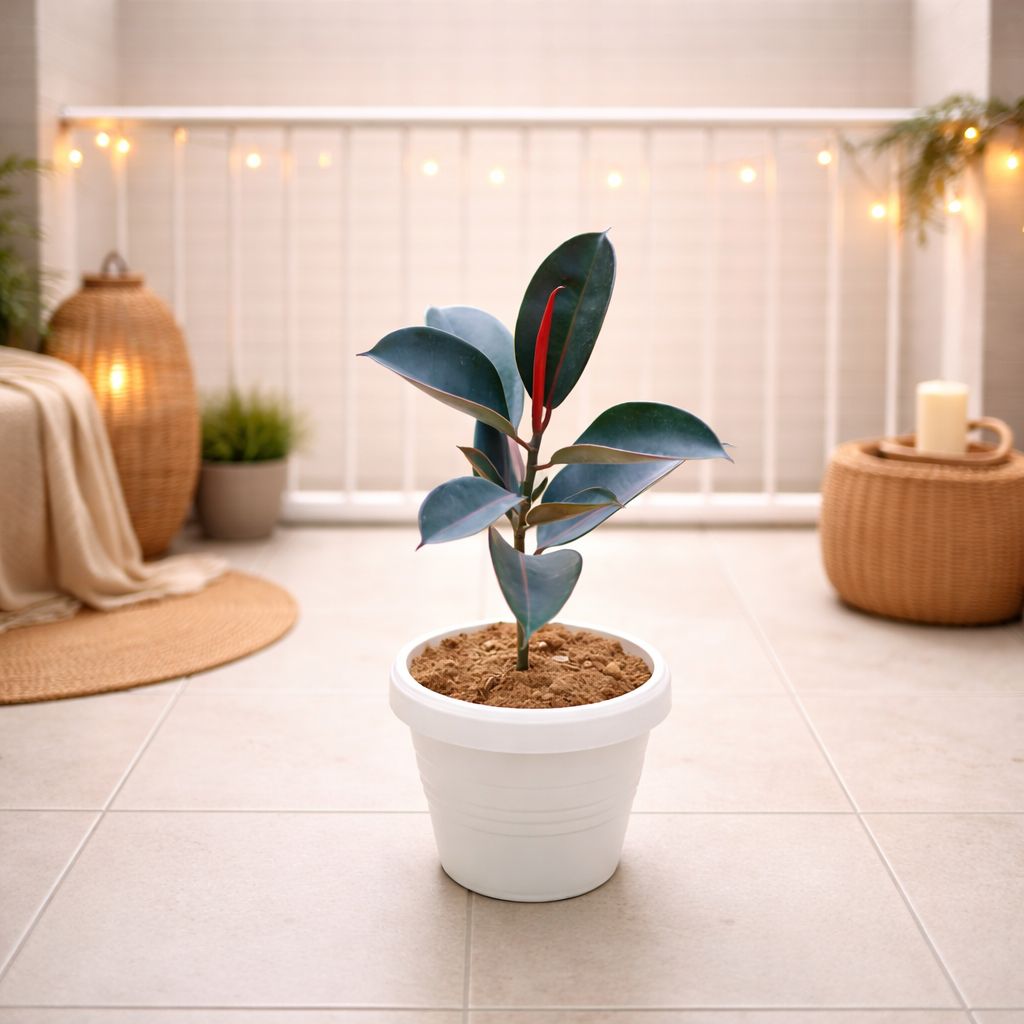 Rubber Black (~ 1.5 Ft) in 8 Inch White Classy Plastic Pot