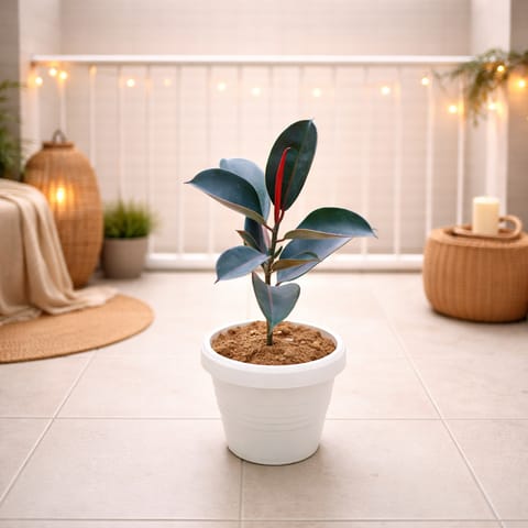 Rubber Black (~ 1.5 Ft) in 8 Inch White Classy Plastic Pot