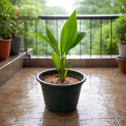 Canna Lily (any colour) in 8 Inch Nursery Pot